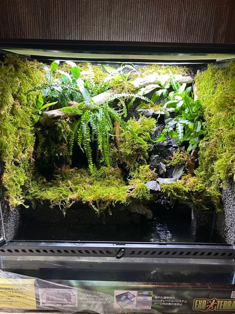エキゾテラ6060レイアウト水槽