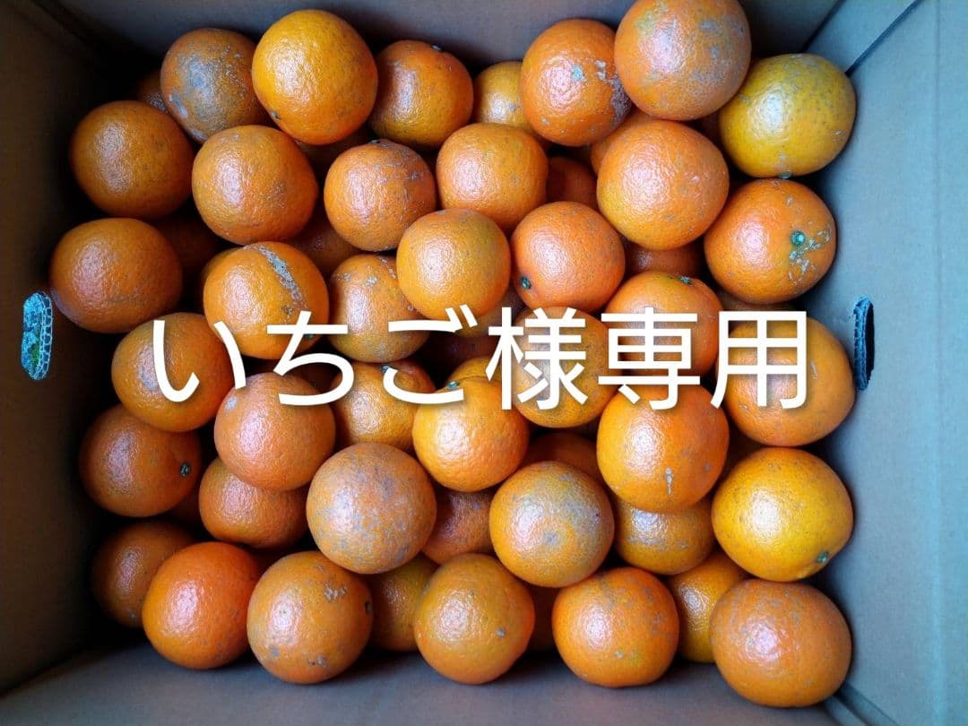 いちご　屋久島たんかん　MS 20キロ