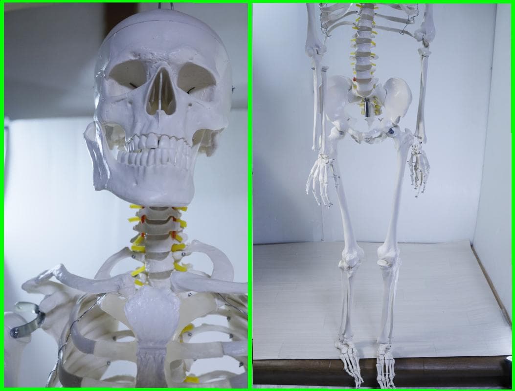 ◆骨格模型 人体模型 等身大　ヒューマンスカル 整体医学理科