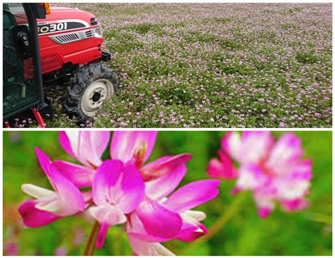 新米　兵庫播州れんげ米　きぬむすめ　７年産　精米　極1等米10Kg　農直送料無料