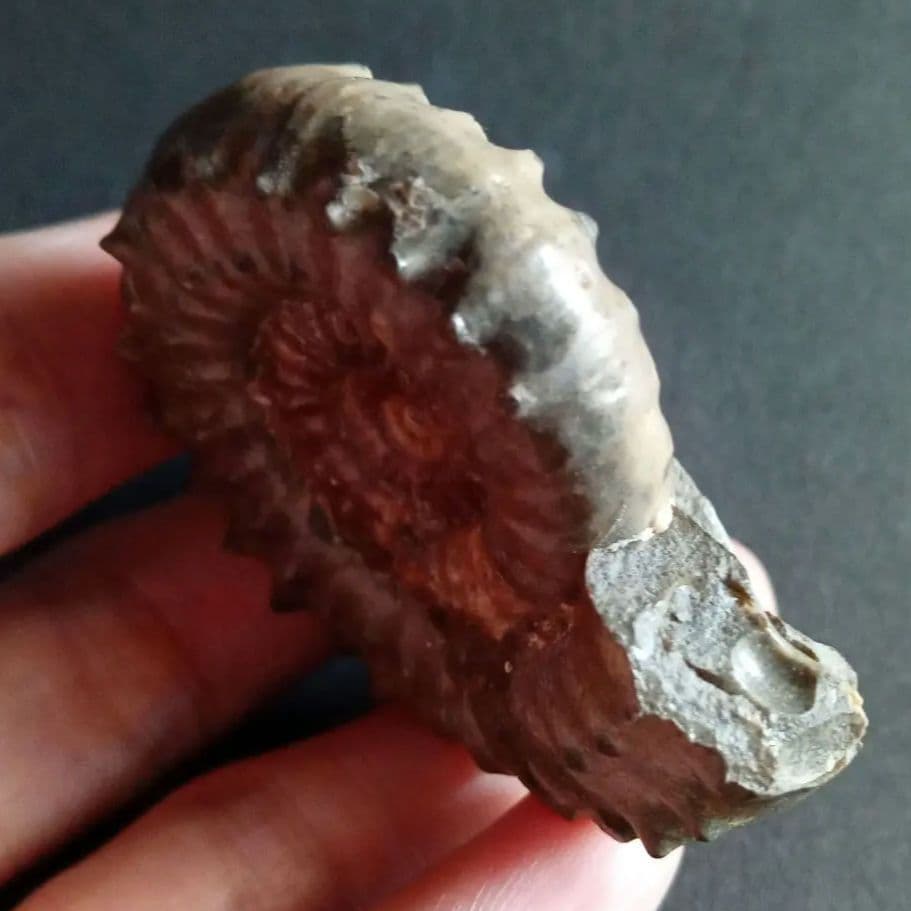 イギリス産　ジュラ紀　アンモナイト　刺々　希少種