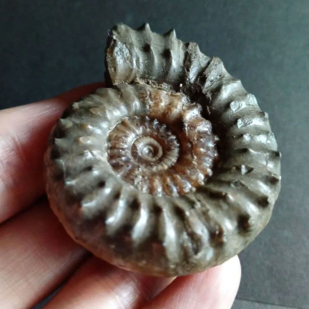 イギリス産　ジュラ紀　アンモナイト　刺々　希少種