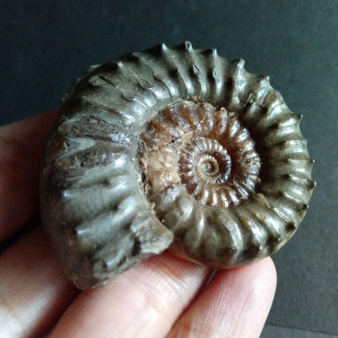 イギリス産　ジュラ紀　アンモナイト　刺々　希少種