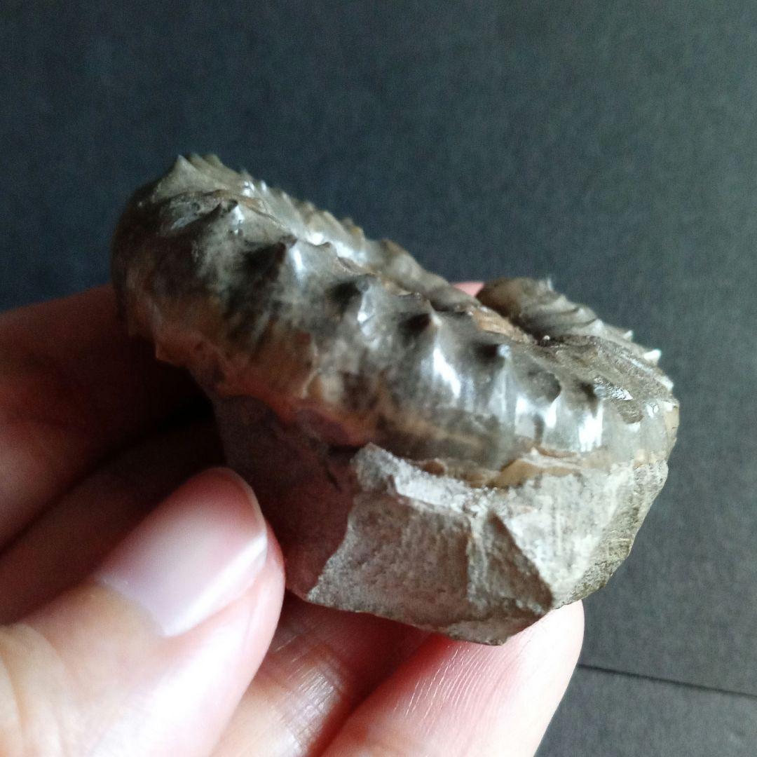 イギリス産　ジュラ紀　アンモナイト　刺々　希少種