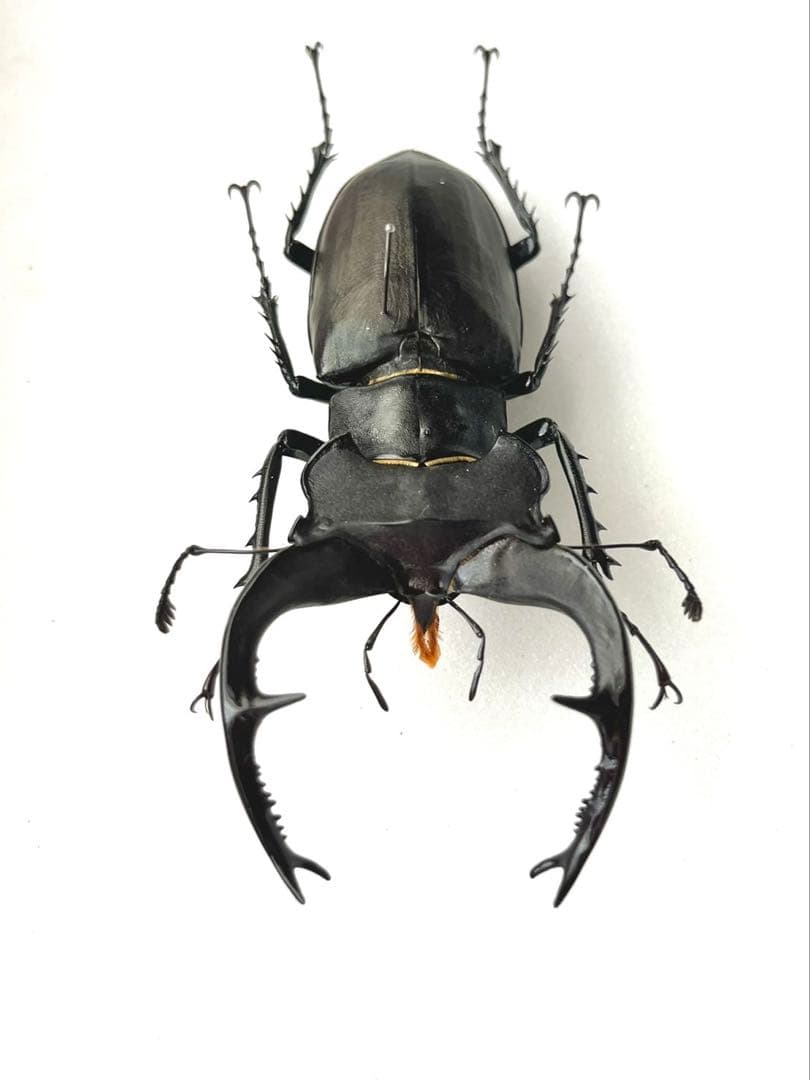 ユダイクスミヤマクワガタ　87mm 標本