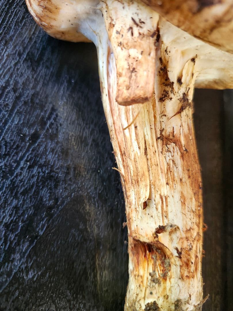 長野県産　松茸　栂松茸　信州　傘が大きい