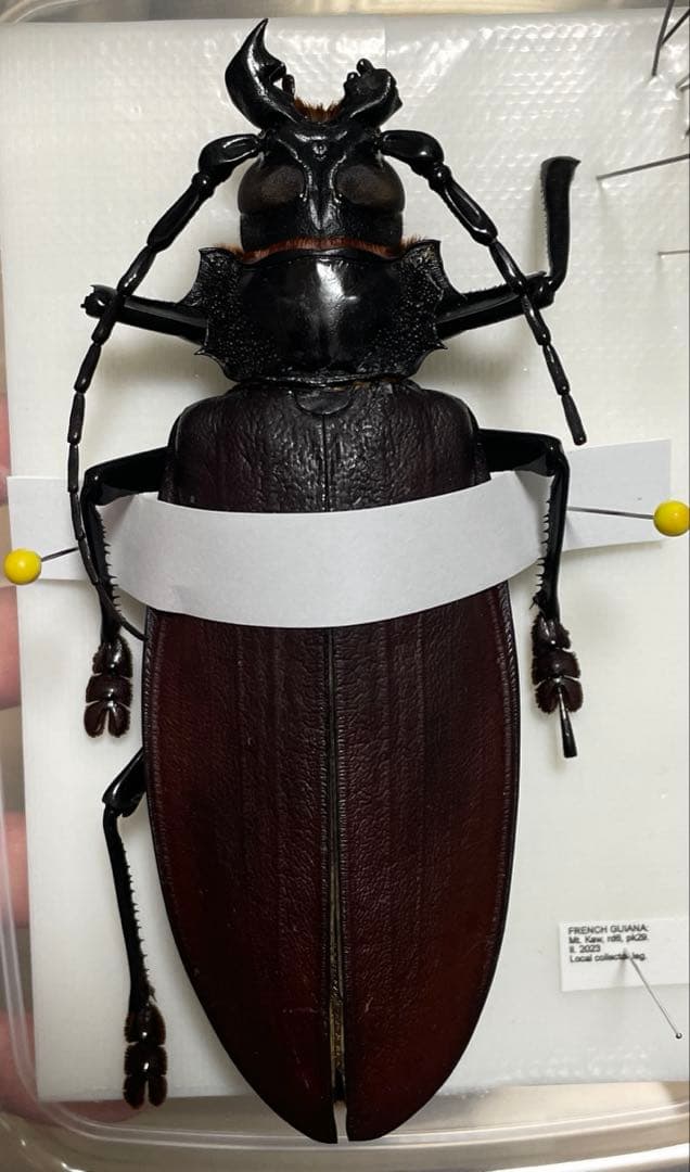 タイタンオオウスバカミキリ　標本　フレンチギアナ