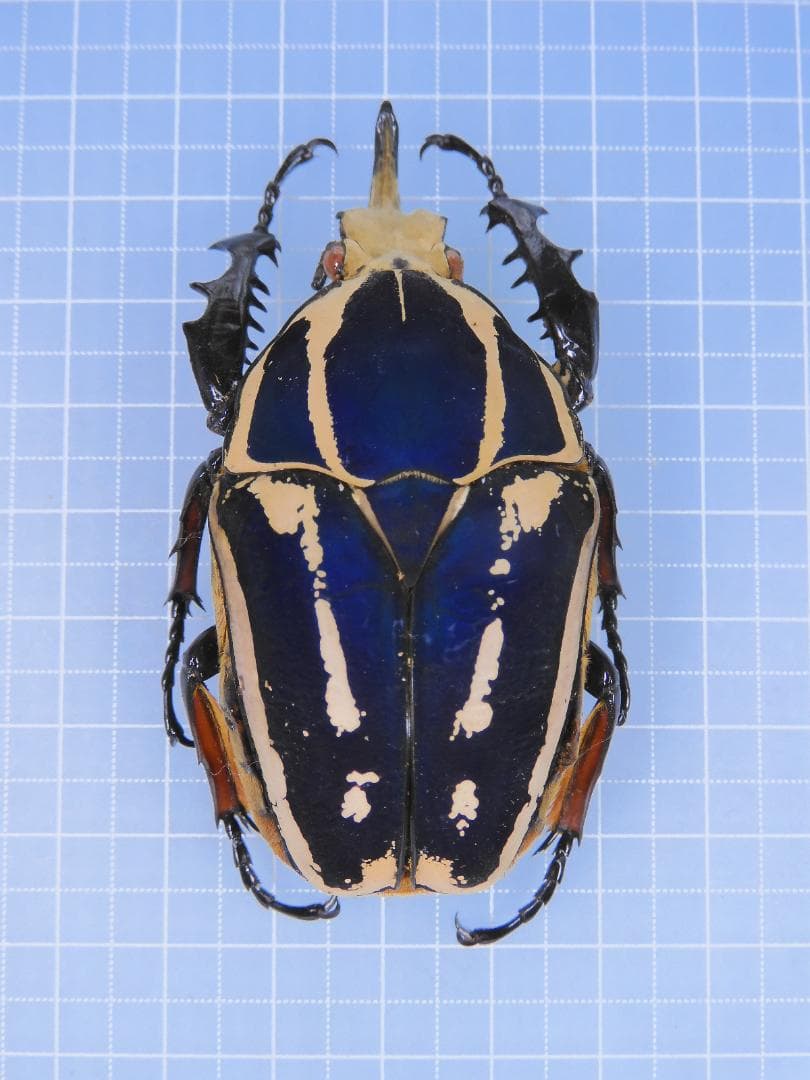 標本 M. ugandensis 67mm larva breeding