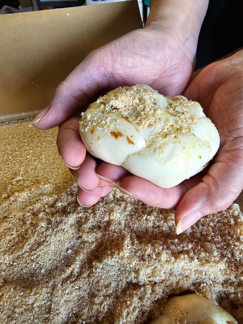 nao　百合根　ゆりね　特大2L　33個入り　5K