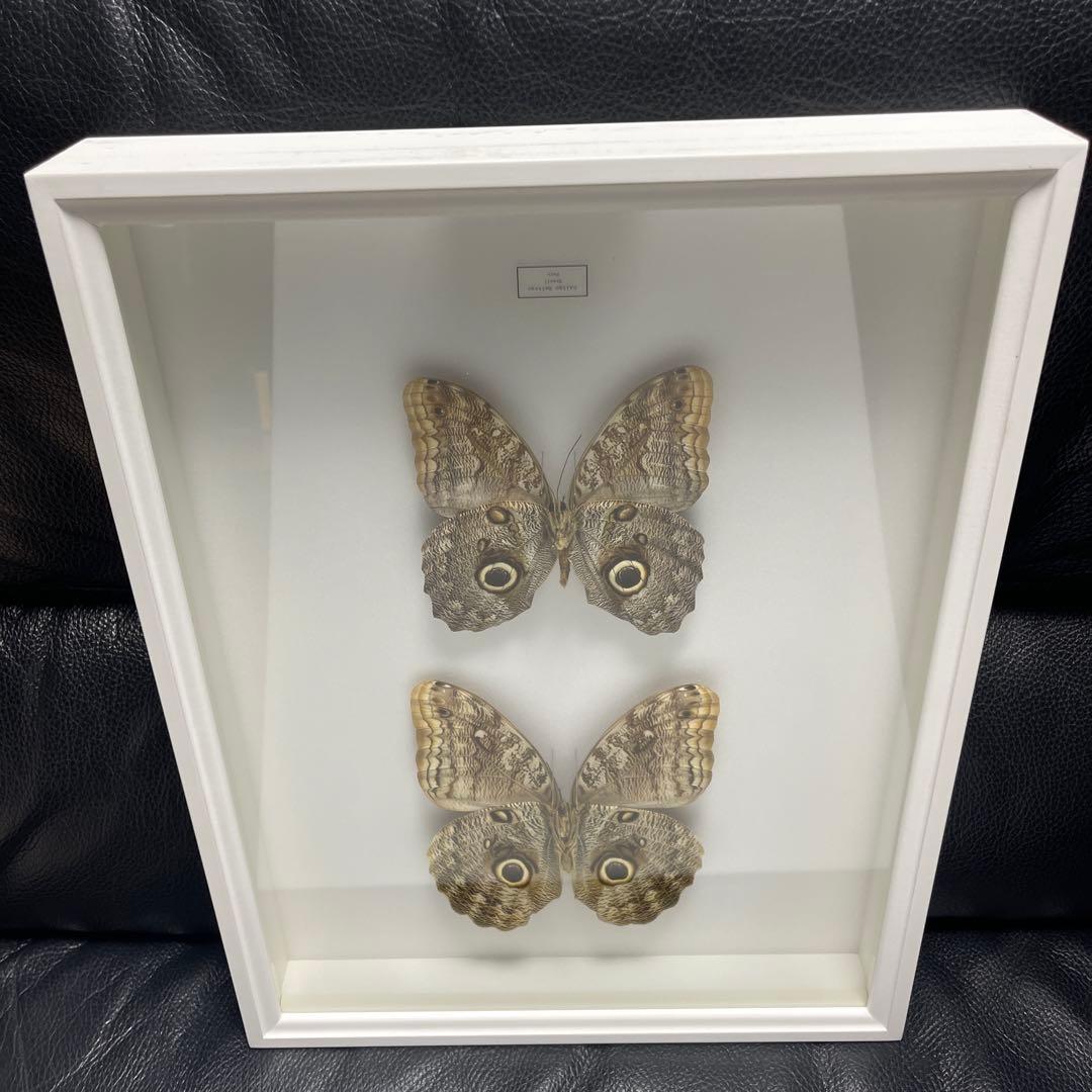 フクロウチョウ　額入り