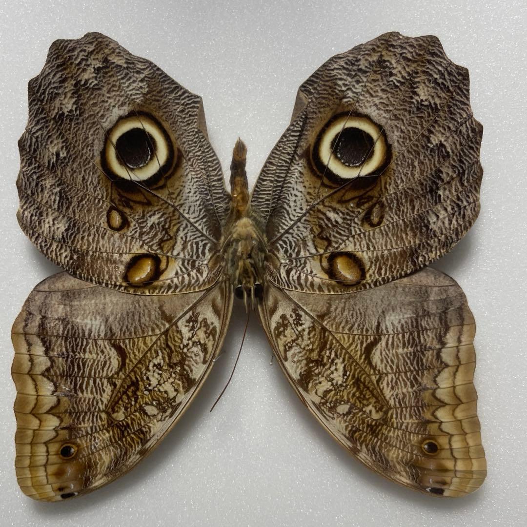 フクロウチョウ　額入り