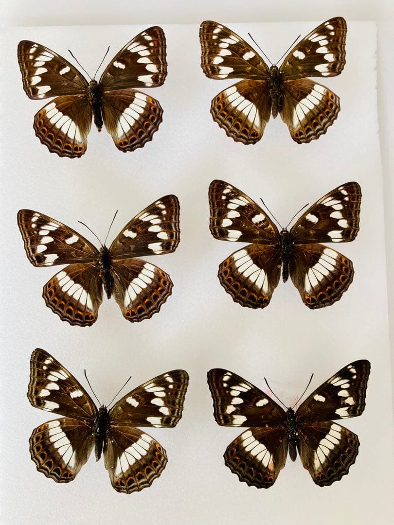 【6頭セット】オオイチモンジ（6メス・北海道産）