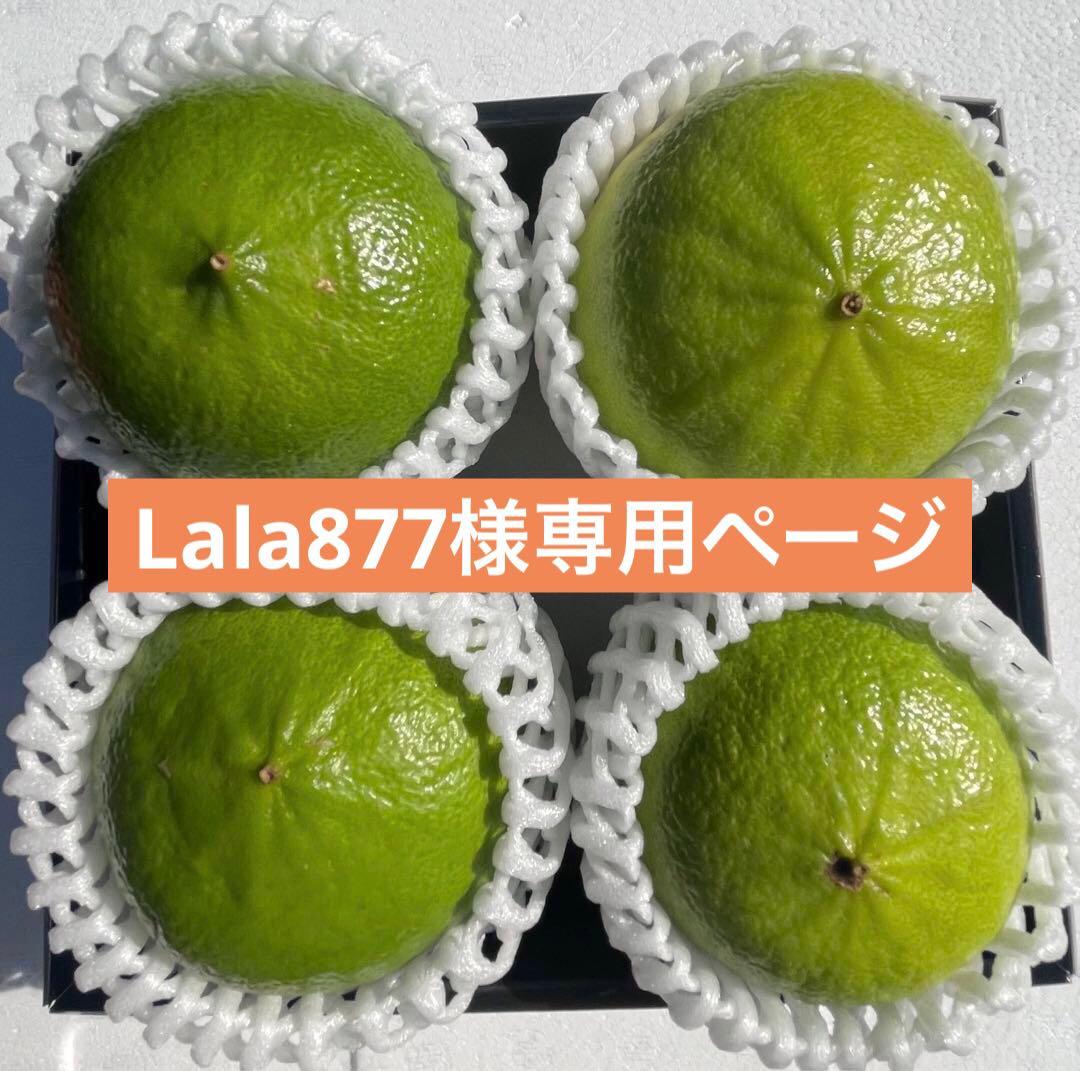 3国産ベルガモットオレンジ果実香りが強い露地栽培約9kg 【A品（B品含む）】