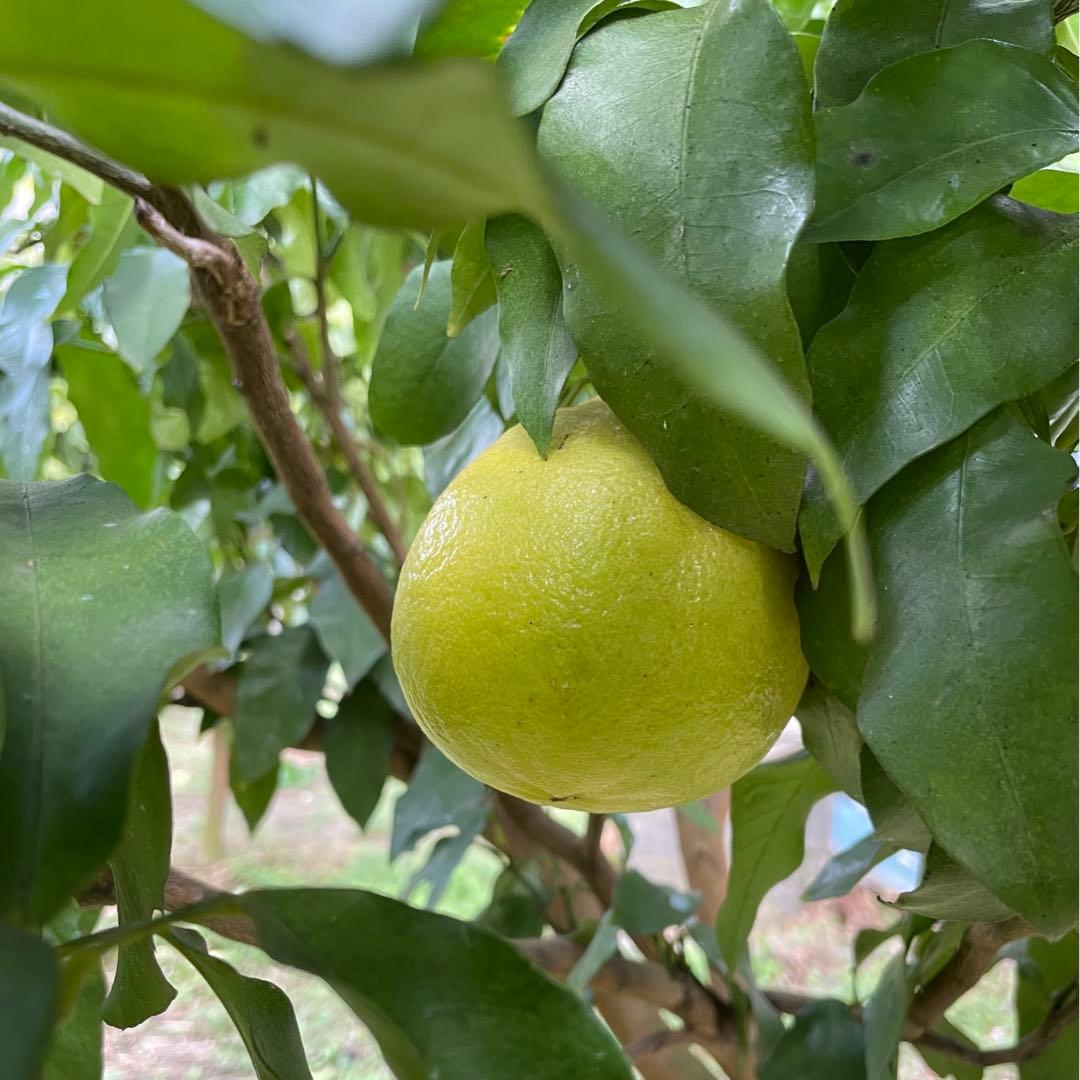 3国産ベルガモットオレンジ果実香りが強い露地栽培約9kg 【A品（B品含む）】