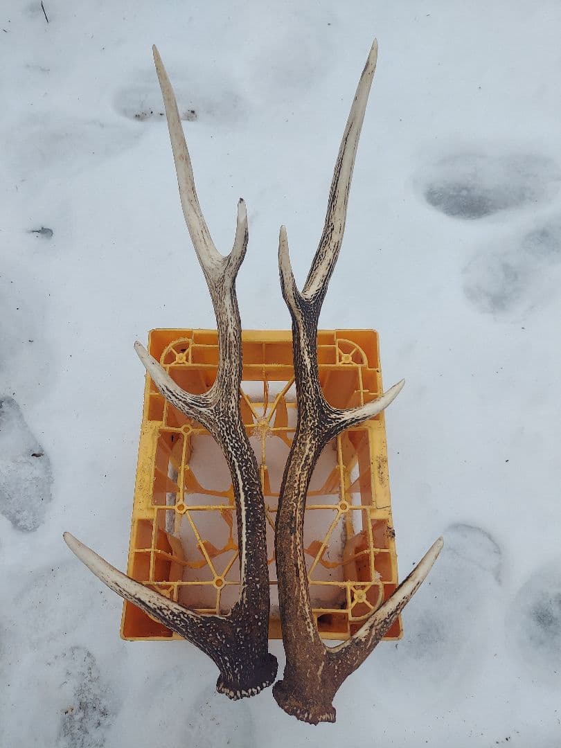 【クラフトさま専用】エゾシカの角 7本セット 約60cm
