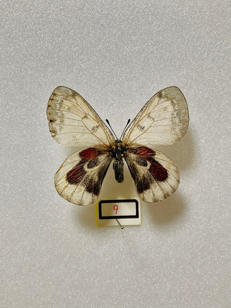 【異常型】パルナシウス・アポロ・ウィスコッティ（1オス、スウェーデン産）