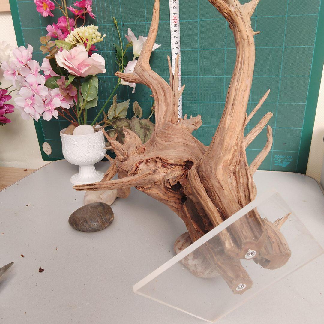 ８３１ホーンウッド灰汁抜き硬質水槽用流木 自然な枝状 約42cm964g