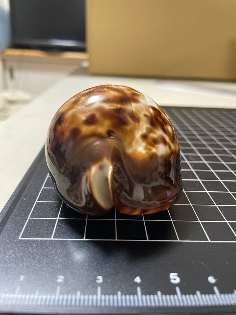 ベッコウダカラ　貝殻　標本