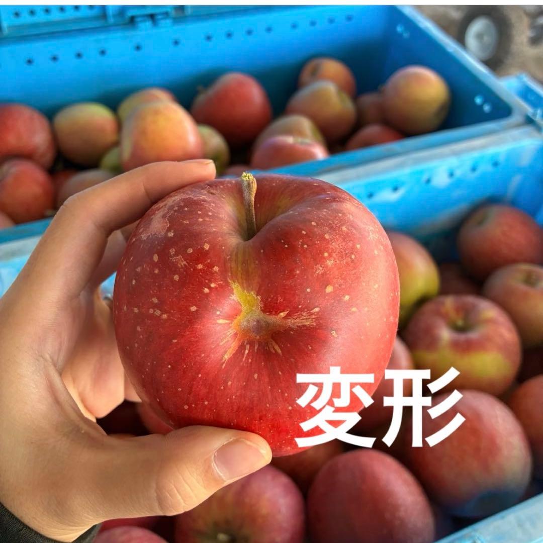 1番大特価‼️長野県産シナノスイート新鮮りんご♪家庭用新鮮採れたて！安くて甘い
