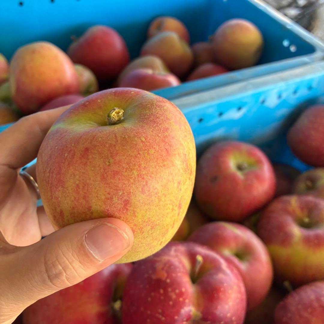 1番大特価‼️長野県産シナノスイート新鮮りんご♪家庭用新鮮採れたて！安くて甘い