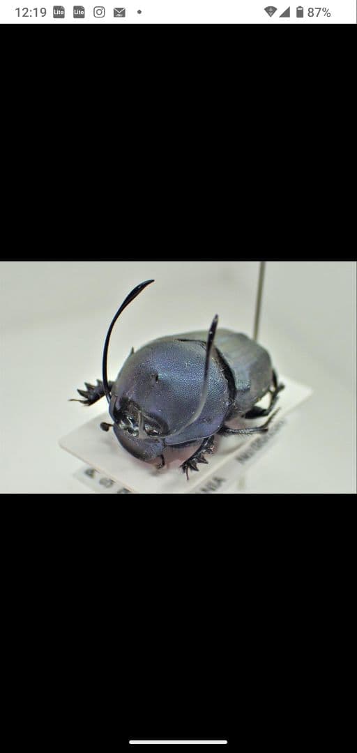 まとめ売り専用