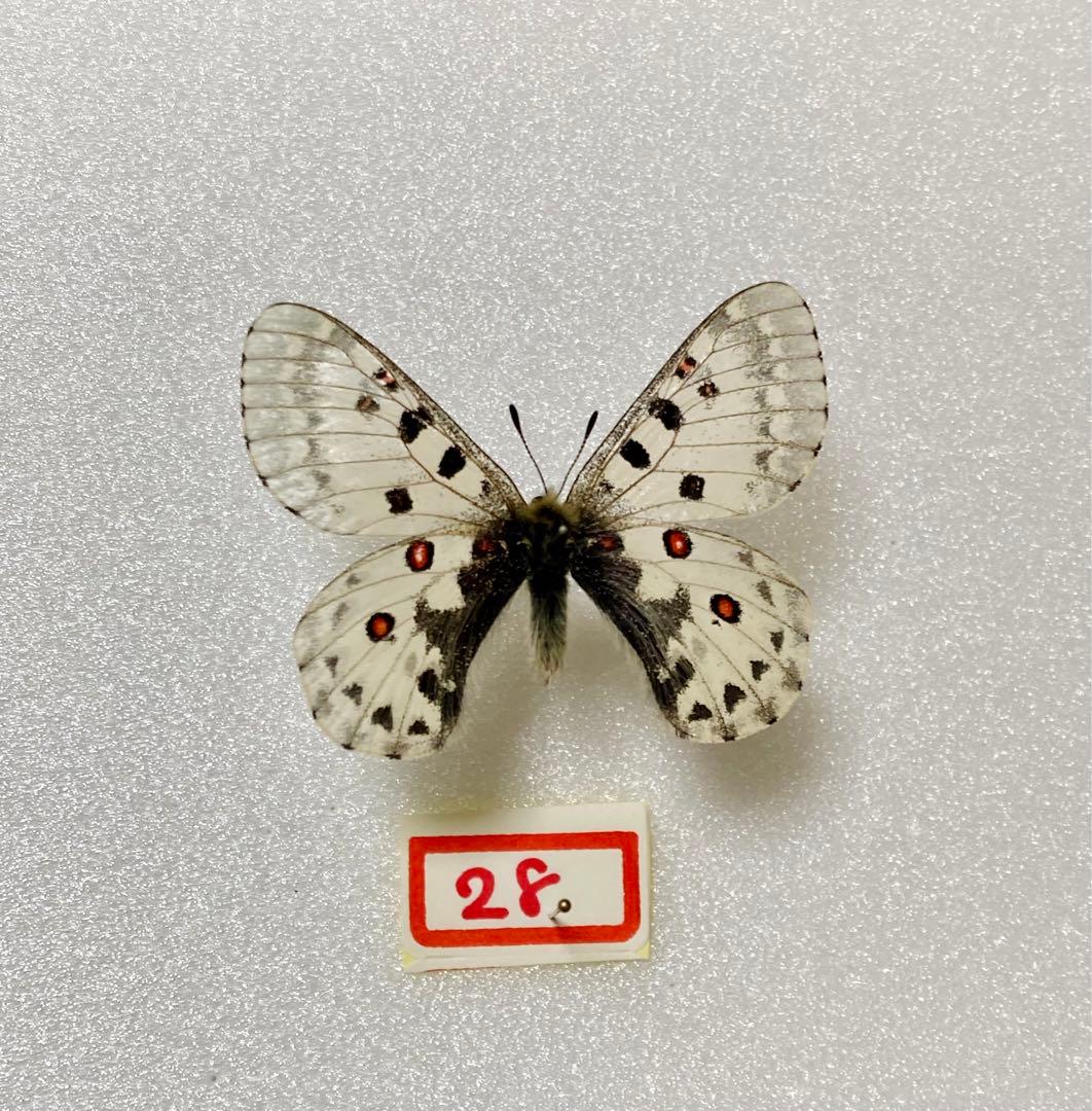 P.mericurius（1オス、中国青海省マチン山）