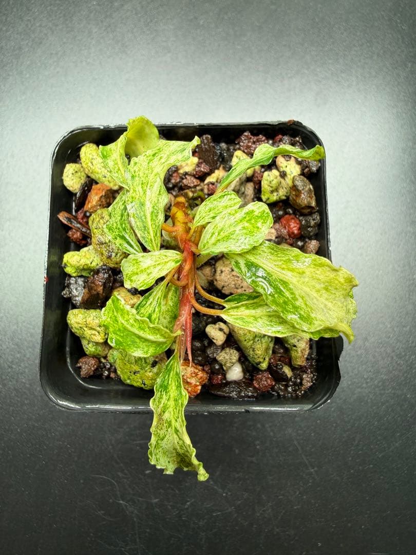 Bucephalandra sp. Variegata Marble 2木