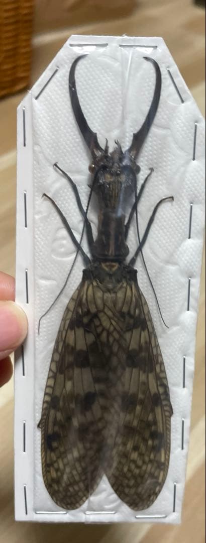 オオキバヘビトンボ　標本