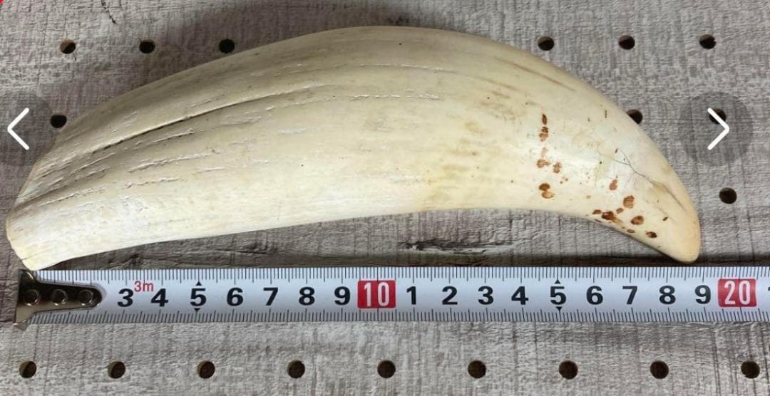 鯨/鯨歯/クジラ/歯/牙/466g