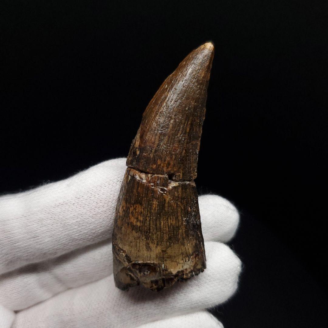 アフロベナトル 歯 化石 本物 二ジェール産 58.23mm fr144