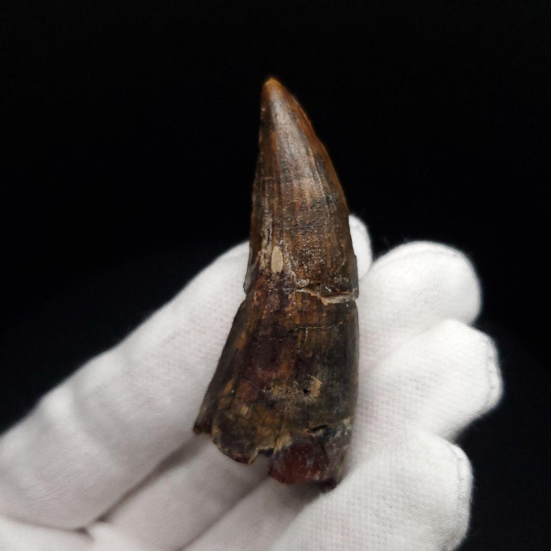 アフロベナトル 歯 化石 本物 二ジェール産 58.23mm fr144