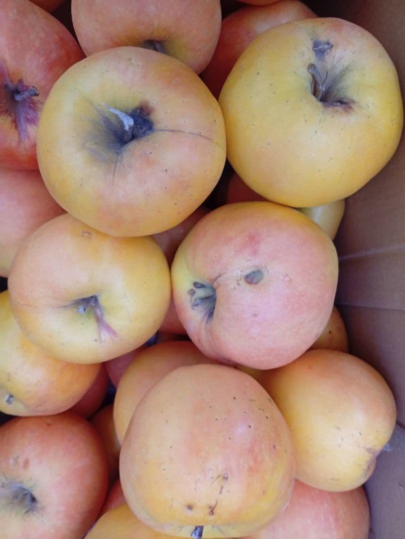 林　訳ありムーンルージュ10キロ