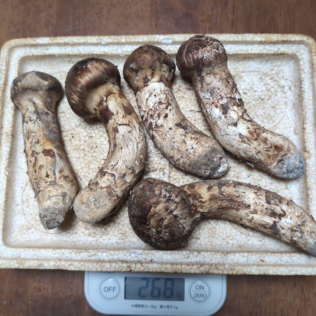 新鮮 天然松茸