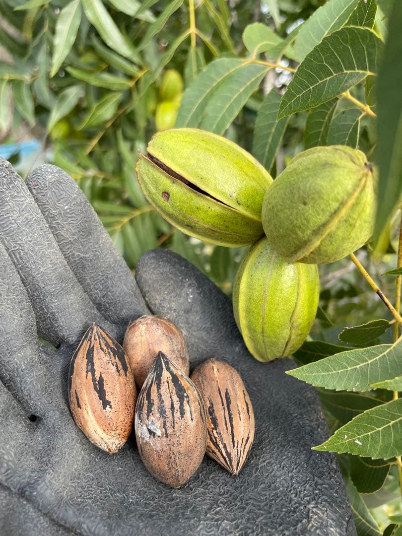 国産ピーカンナッツ 2025年産　　750g×4袋