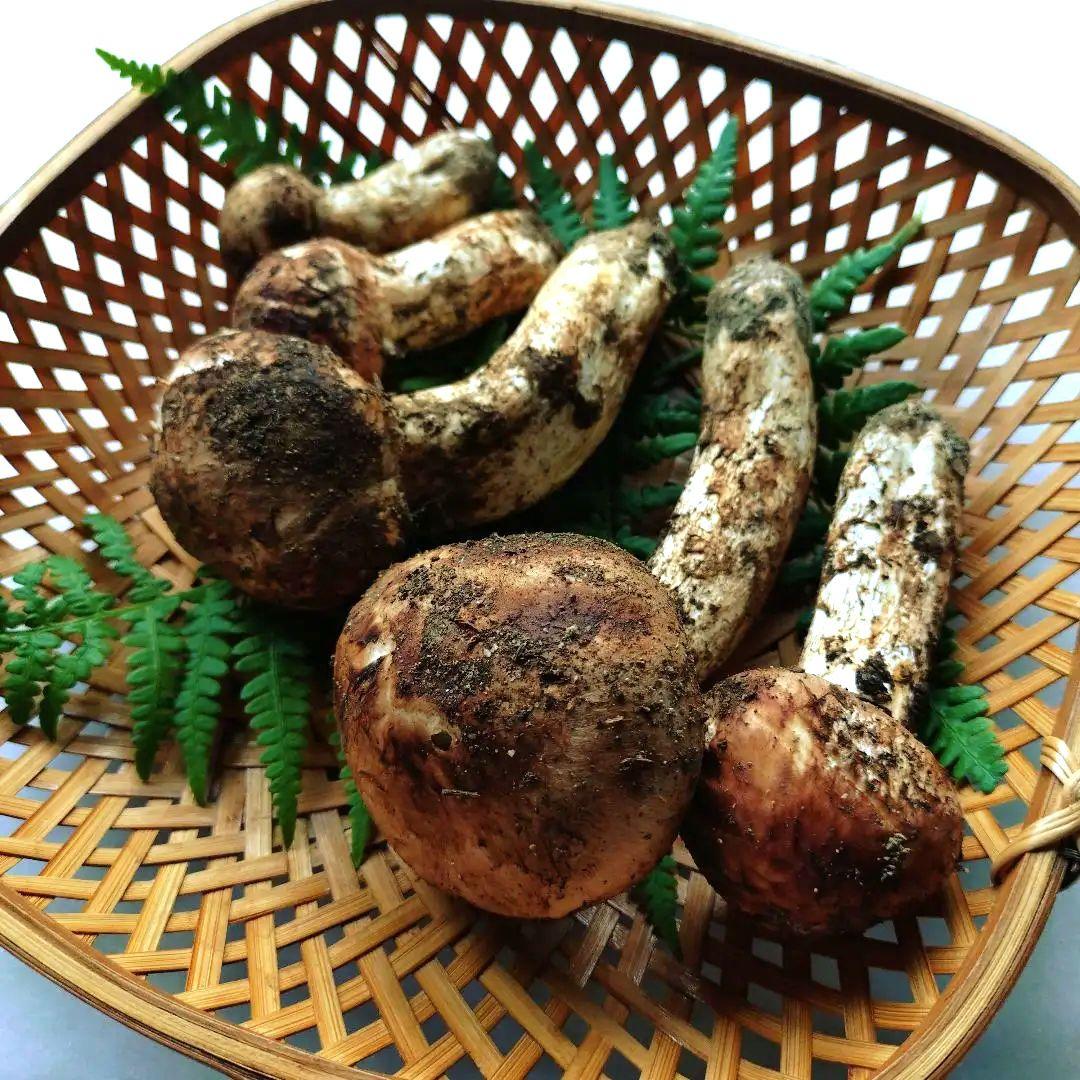 10/15 南信州産 松茸 240g　16日発送