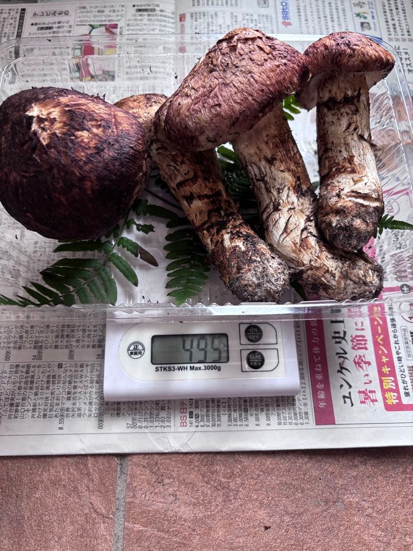 岩手県産松茸　495グラム