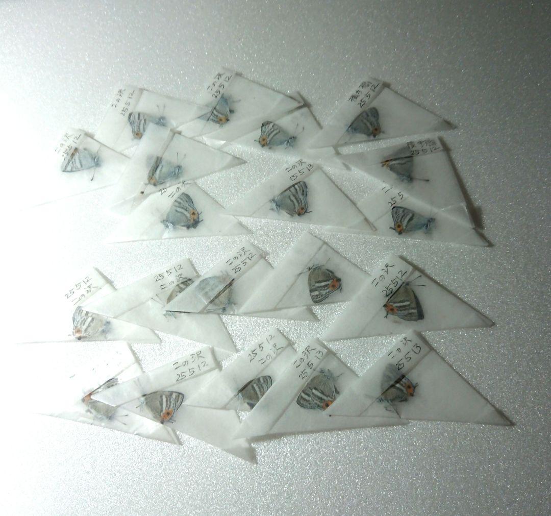 まる‼️ フジミドリ10ペア