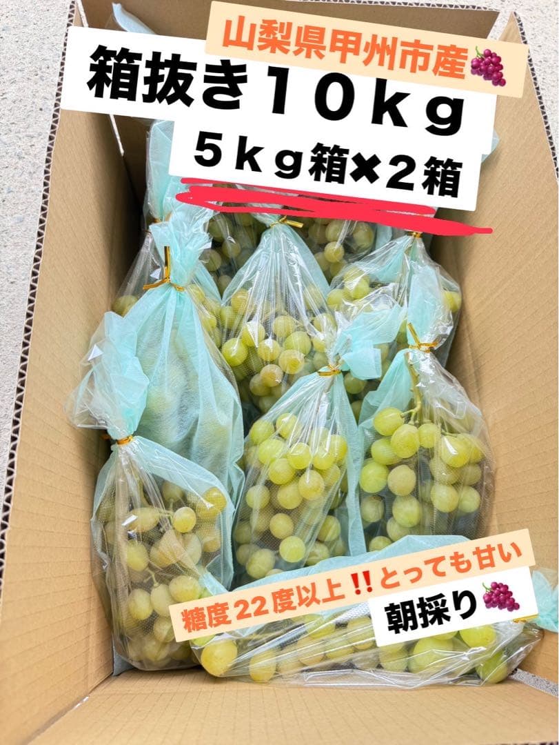2 ♪山梨県勝沼産シャインマスカット１０ｋｇ