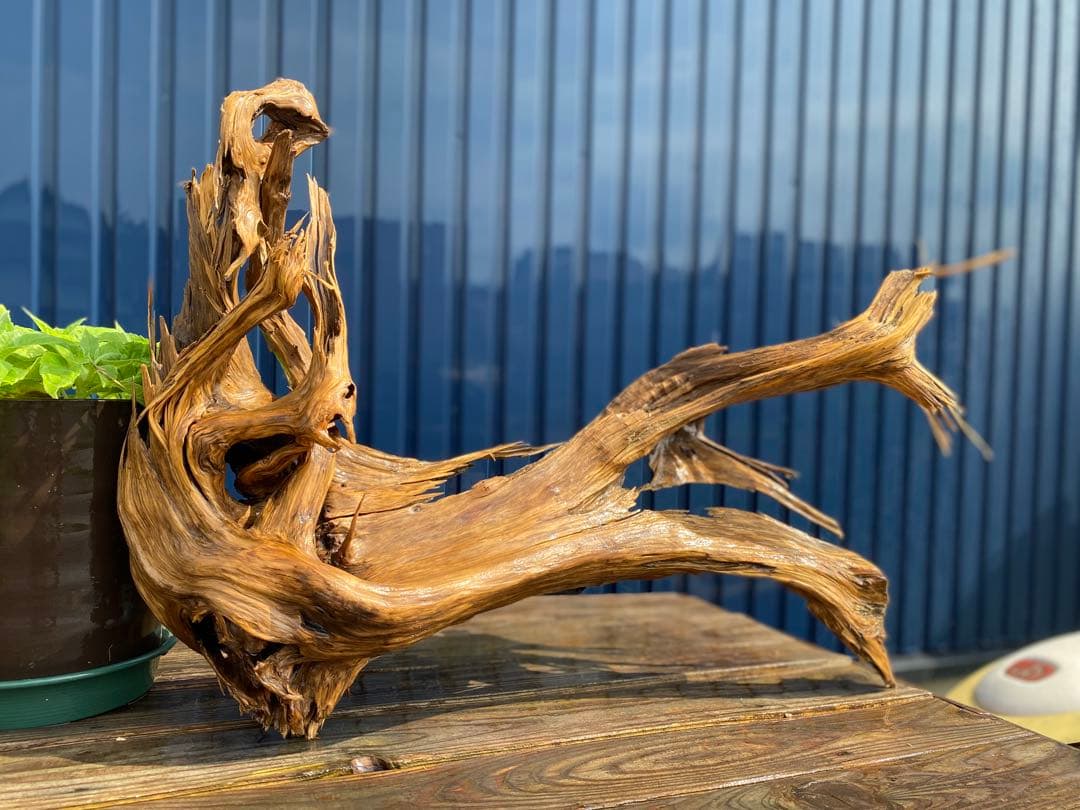 特大 良型 流木 A801 ホーンウッド