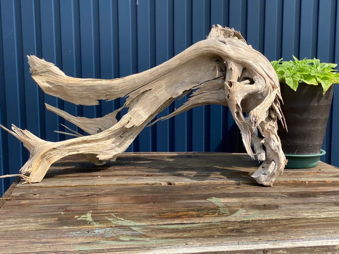 特大 良型 流木 A801 ホーンウッド