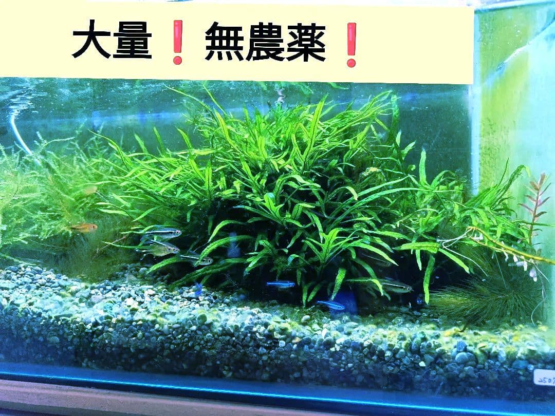 ミクロソリウム　トライデント まとめ売り