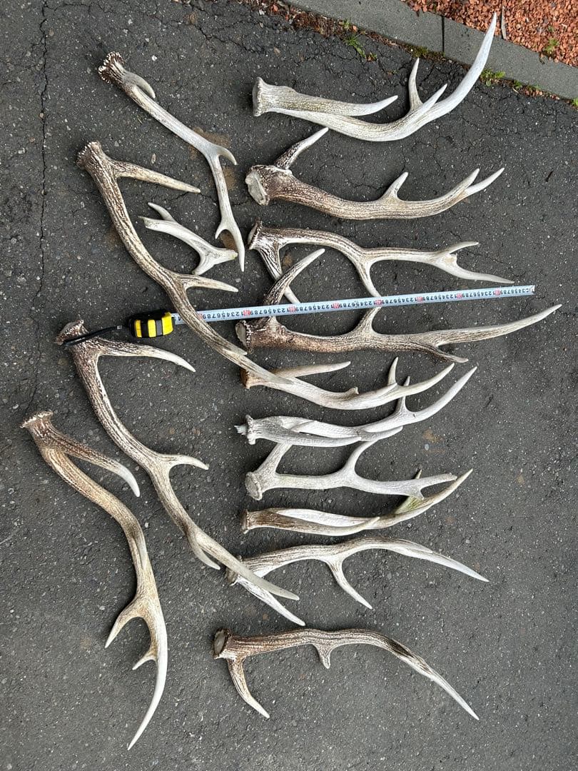鹿の角　蝦夷鹿の角　14本