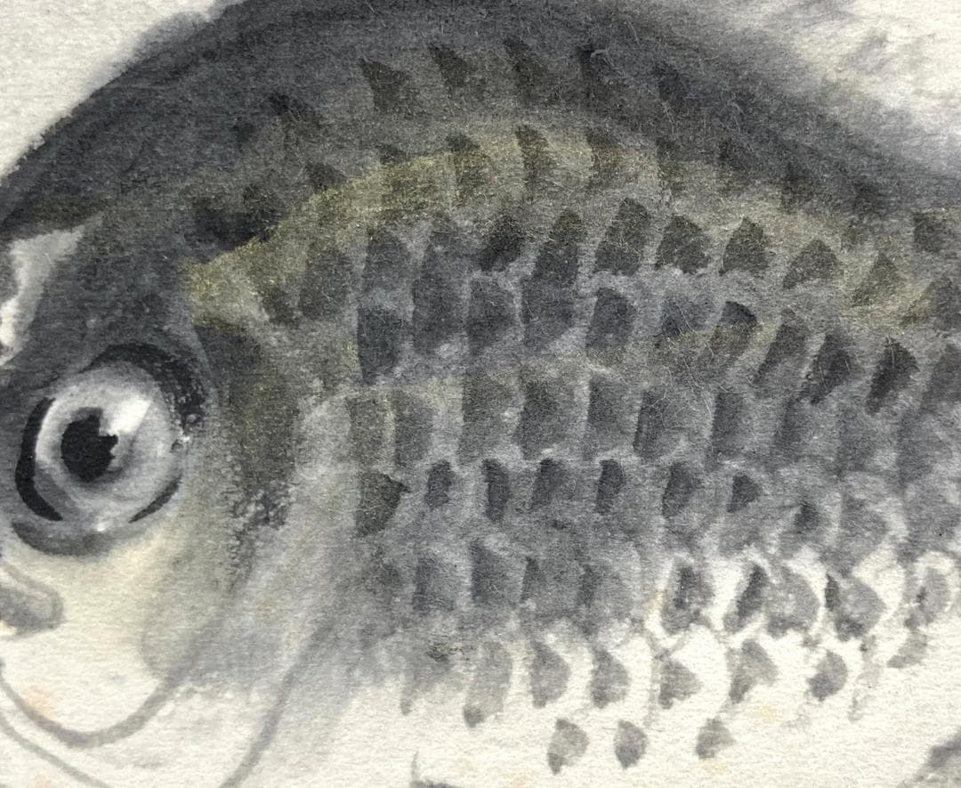 田中案山子／田中以知庵師事「鮒」掛軸 紙本 金泥 共箱