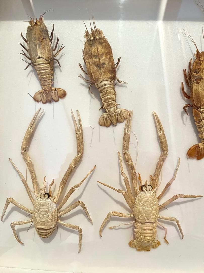 センジュエビとコシオリエビ標本　ドイツ箱入り　7個体