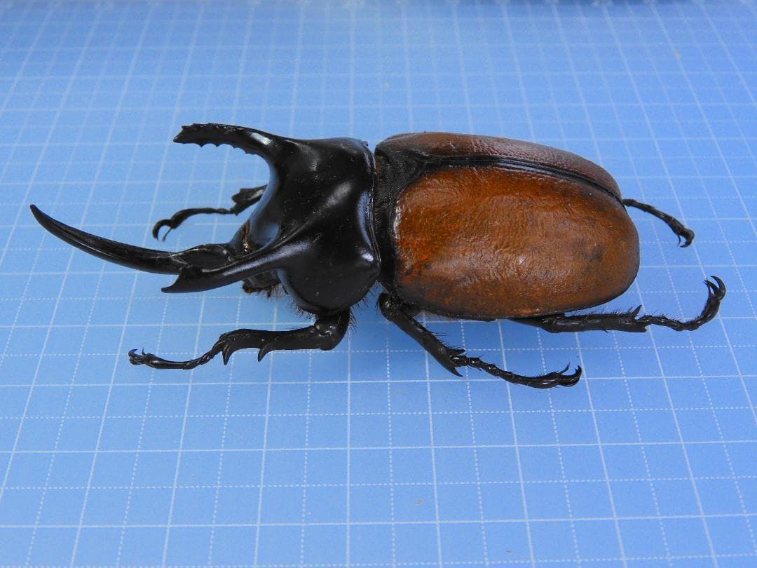 パプア産　サンボンヅノカブト　特大　78mm