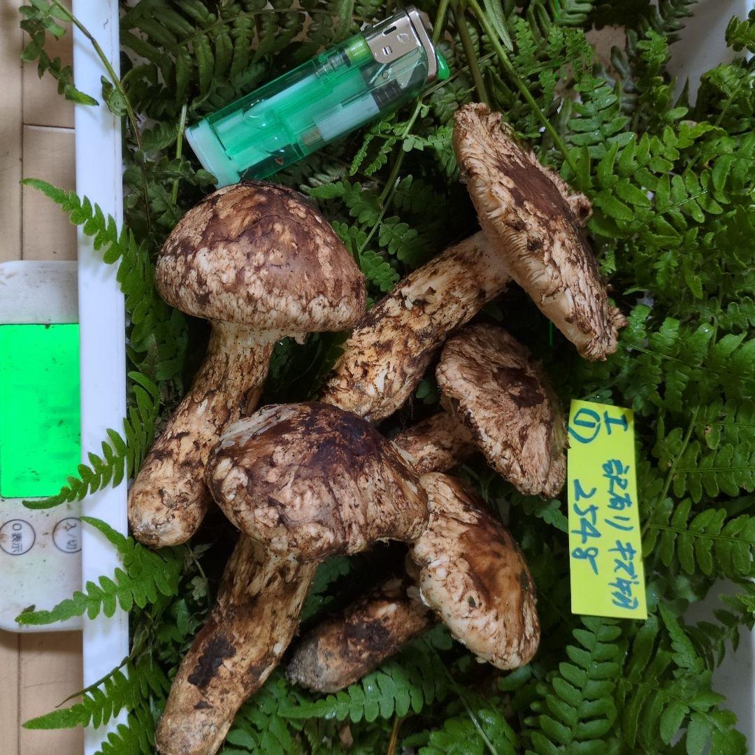 和歌山松茸　新鮮朝市　訳有り傷物　254㌘