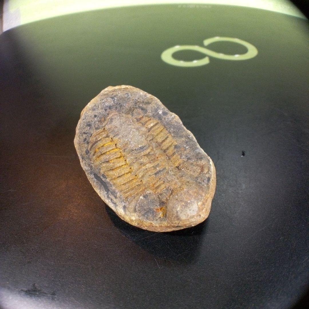 三葉虫　化石　fossil　ボリビア産　トライロバイト　三葉虫個体③