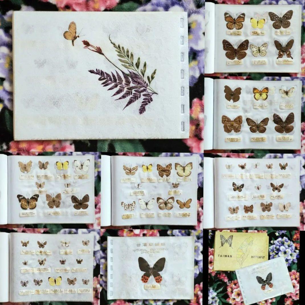 【1960年代当時物】☆蝶類標本☆『台湾産蝴蝶2/2』☆本物の蝶を100頭収録☆