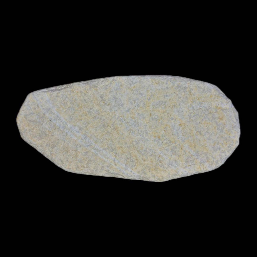 ディプロミスタス　魚の化石　アメリカ　ワイオミング州 産