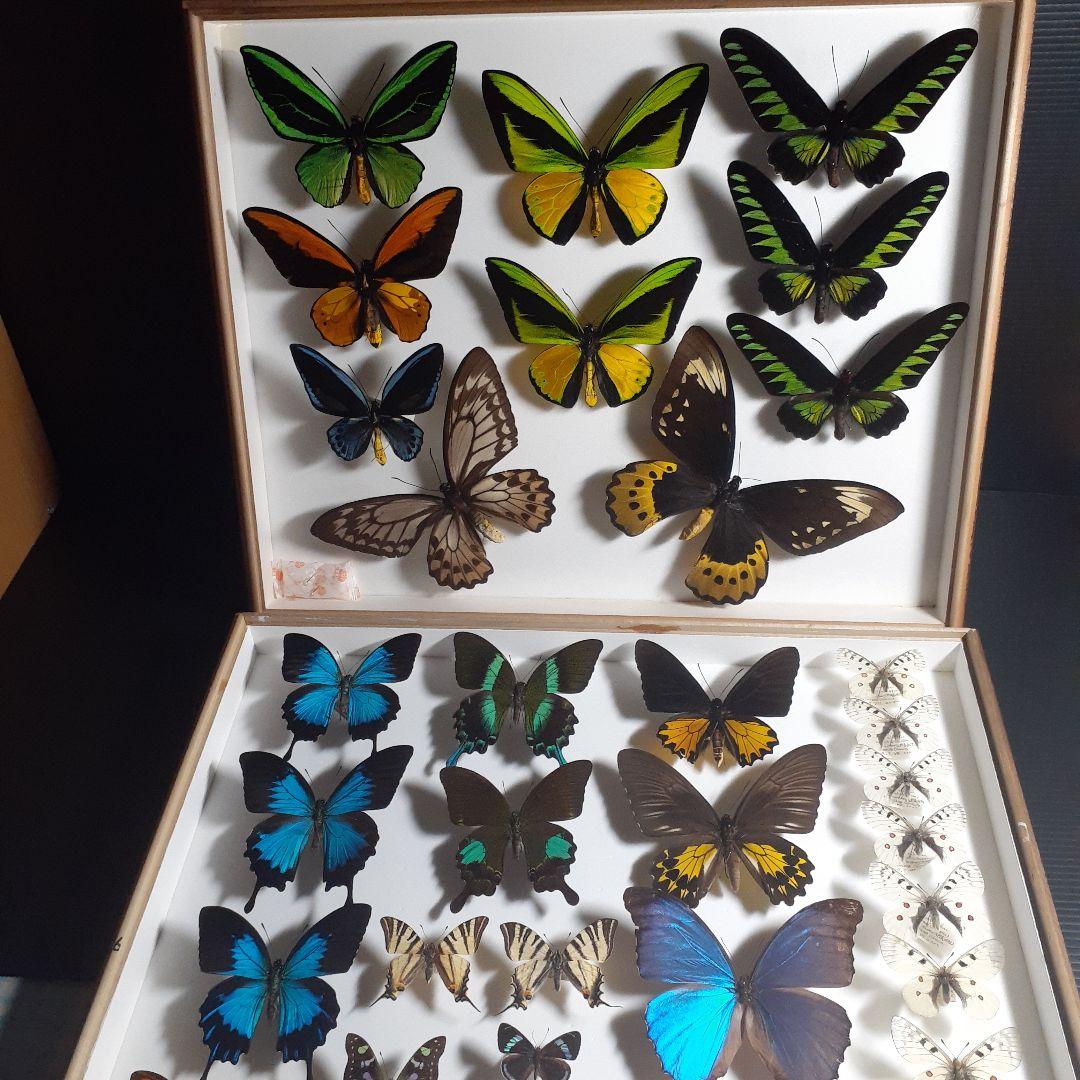 蝶標本　トリバネアゲハ、オオルリアゲハなど19種37頭　大型ドイツ標本箱２箱入り